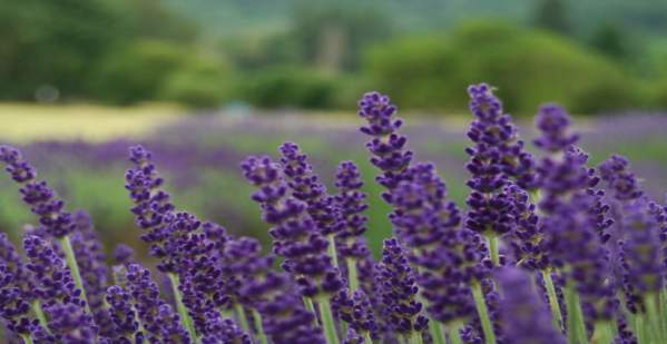 McKenzie River Lavender