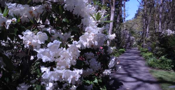 Hendricks Park Trail