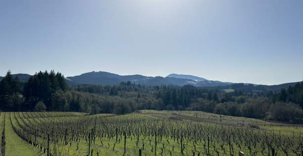 For the Love of Scenic Wine Tours