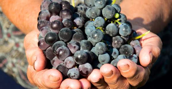 South Willamette Wineries Association