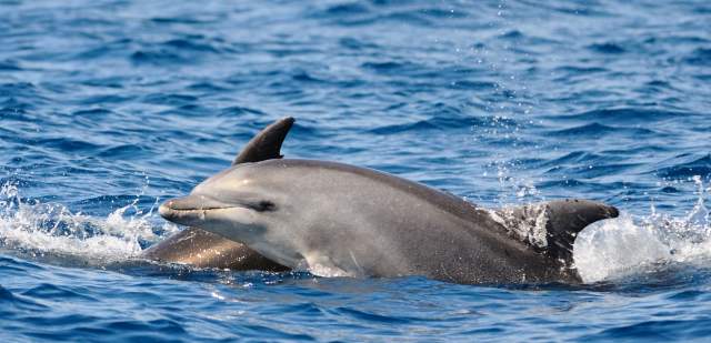 Bottlenose Dolphins