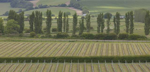 Charles Palmer Vineyard horizon