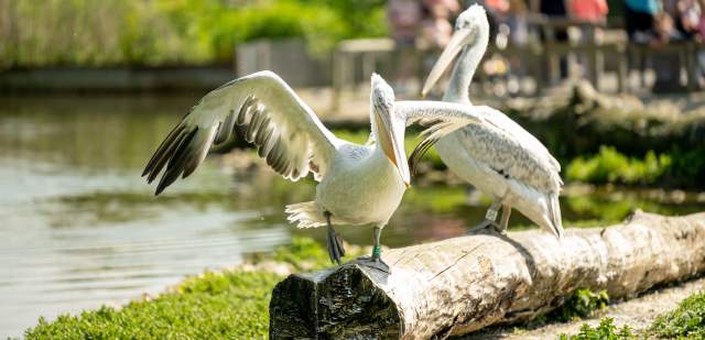 Pair of pelicans standing on a log at Arundel Wetland Centre