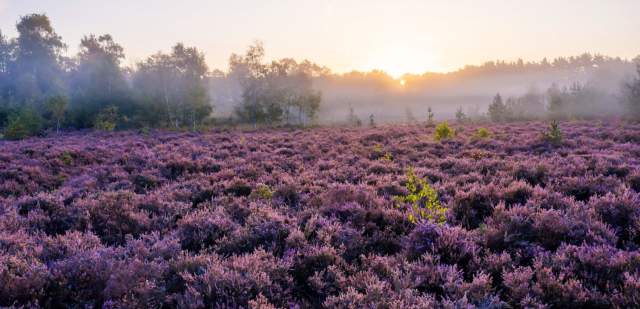 A morning misty view of purple heather on stedham common