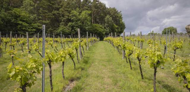 Sedlescombe Vineyard vines stretching away into the distance with a wooded glade on the horizon