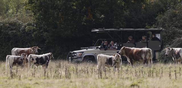 A safari vehicle at Knepp observing Longhorn Cattle in Sussex