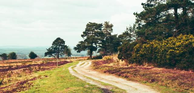 A Trail through the scrubby landscape of the High Weald with tall trees on one side and a view to the distance on the other