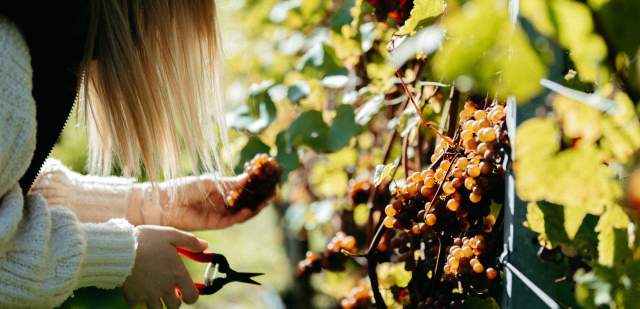 A person harvesting grapes at Stopham Vineyard in Sussex