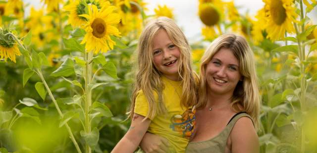 Sunflower Maze at Cowdray