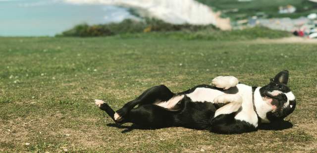 small black dig rolling on grass, in the background are white cliffs