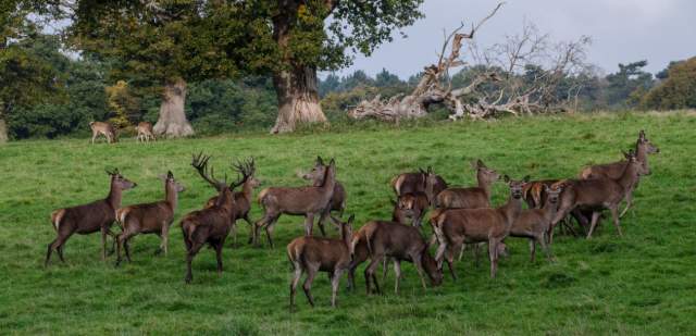 Knepp Wildlands Red Deer