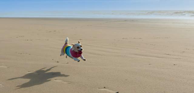 a small white dog running on camber sands beach