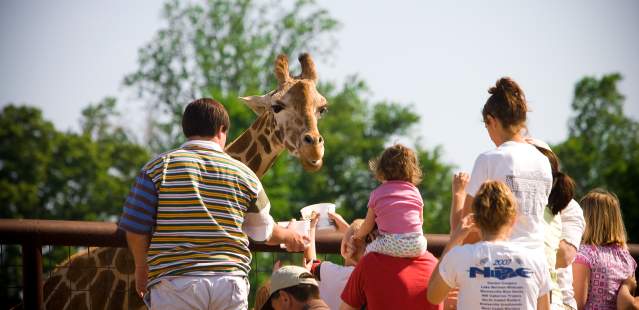 Feeding the giraffes at Lazy 5 Ranch.