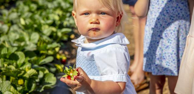 Baby holding strawberry at Pick Your Own farm