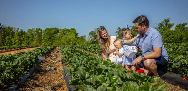 Family picking strawberries