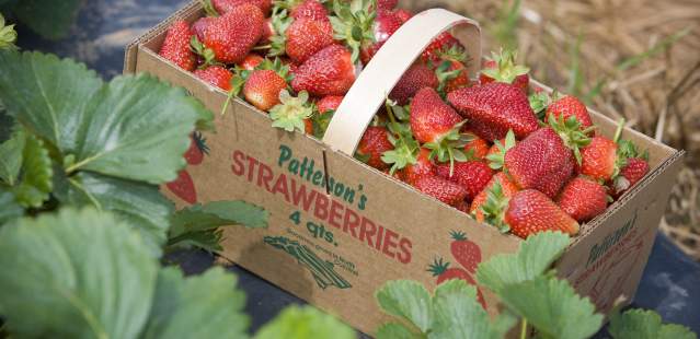 Patterson's Strawberries