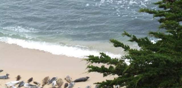 Harbor Seals at Fitzgerald Marine Reserve