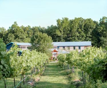 Ashton Creek Vineyard