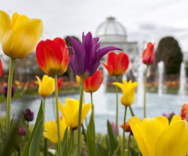 Tulips and Conservatory at Lewis Ginter Botanical Garden