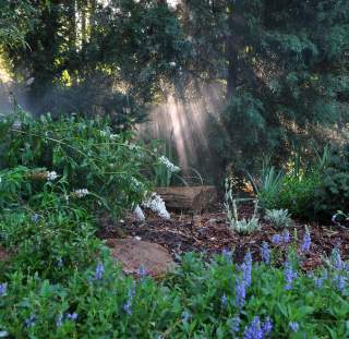 garden1