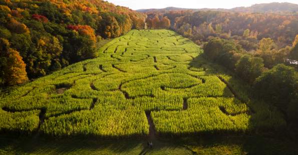 Washington Fall Hicks Orchard Corn Maze