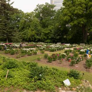 University of Michigan Nichols Arboretum