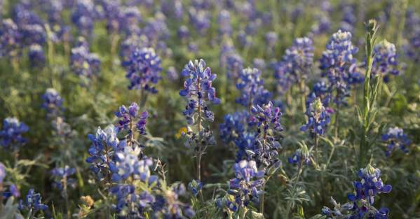 blue bonnet field