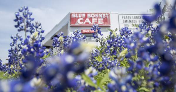 blue bonnet cafe