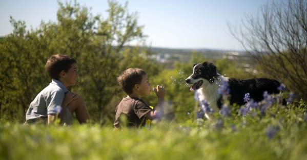 Dog-friendly Spots in Marble Falls