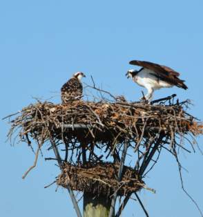 Osprey