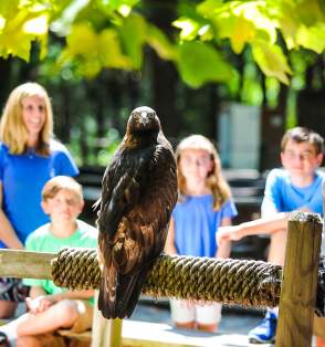 Private Raptor Encounter CRC
