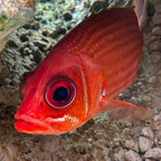 DTN - MF - Alabama Aquarium at the Dauphin Island Sea Lab