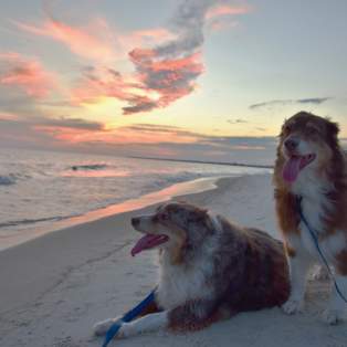 Two dogs lying on the beach in Dauphin Island.