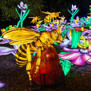 Wasps Gulf Coast Chinese Lantern Festival