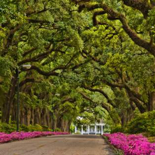 street lined with oak trees and azaleas leading to a historic building