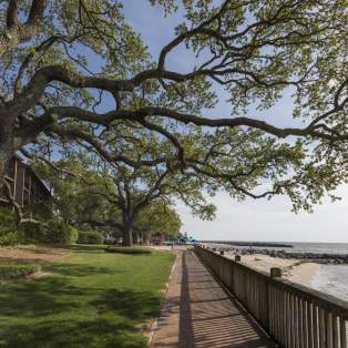 Brick walkway along the beach at the Grand Hotel with a giant oak tree