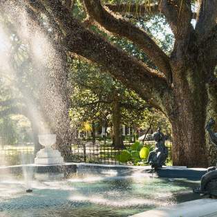 fountain and an oak tree