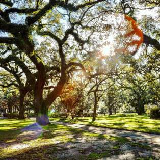 Image showing multiple oak trees.