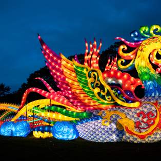 Illuminated phoenix lantern at the Gulf Coast Chinese Lantern Festival