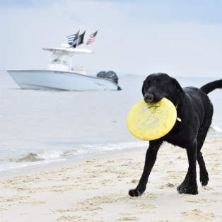 Dog on the beach with a frisbee in his mouth