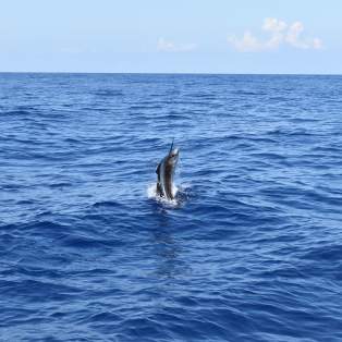 Blue Marlin Jumping