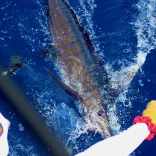 A fisherman reels in a large marlin from the back of a boat in the deep blue ocean.