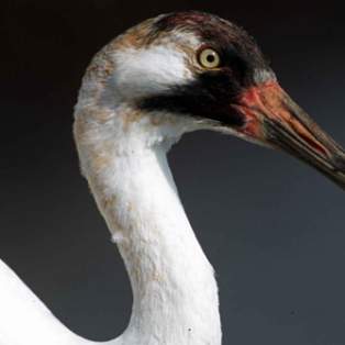 Whooping Crane