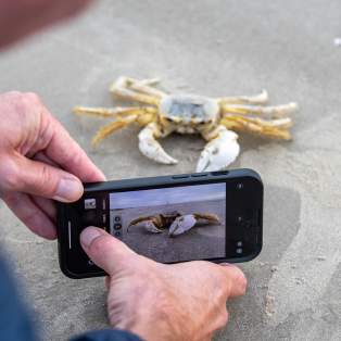 Taking Photo of a Crab