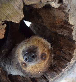 Living Treasures Sloth