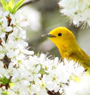 Magee Marsh Wildlife Area