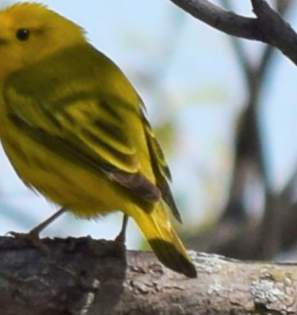 Yellow Warbler
