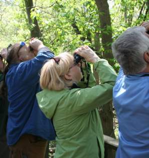 Biggest Week in American Birding