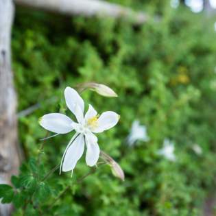 White Columbine wildflowers line a gravel trail beneath a weathered wooden fence on the Sunset Trail in Cedar Breaks National Monument.