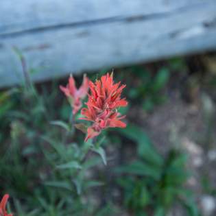 Scarlet Paintbrush | Cedar Breaks Wildflowers